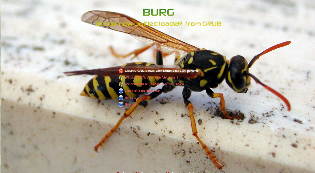 wasp